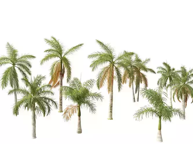 Roystonea regia - Florida Royal Palm