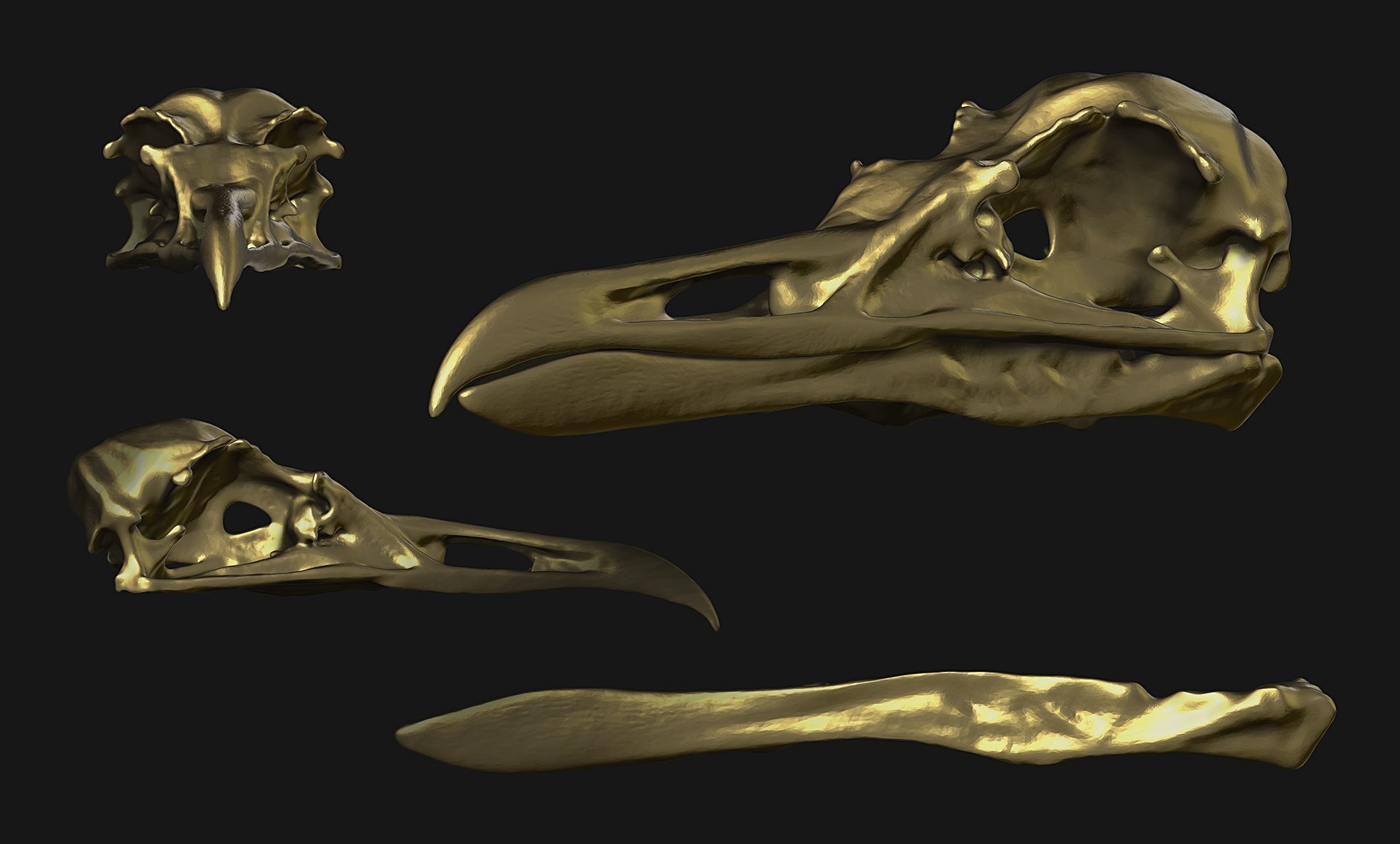 Larus marinus - Atlantic Seagull skull 3D print model_7