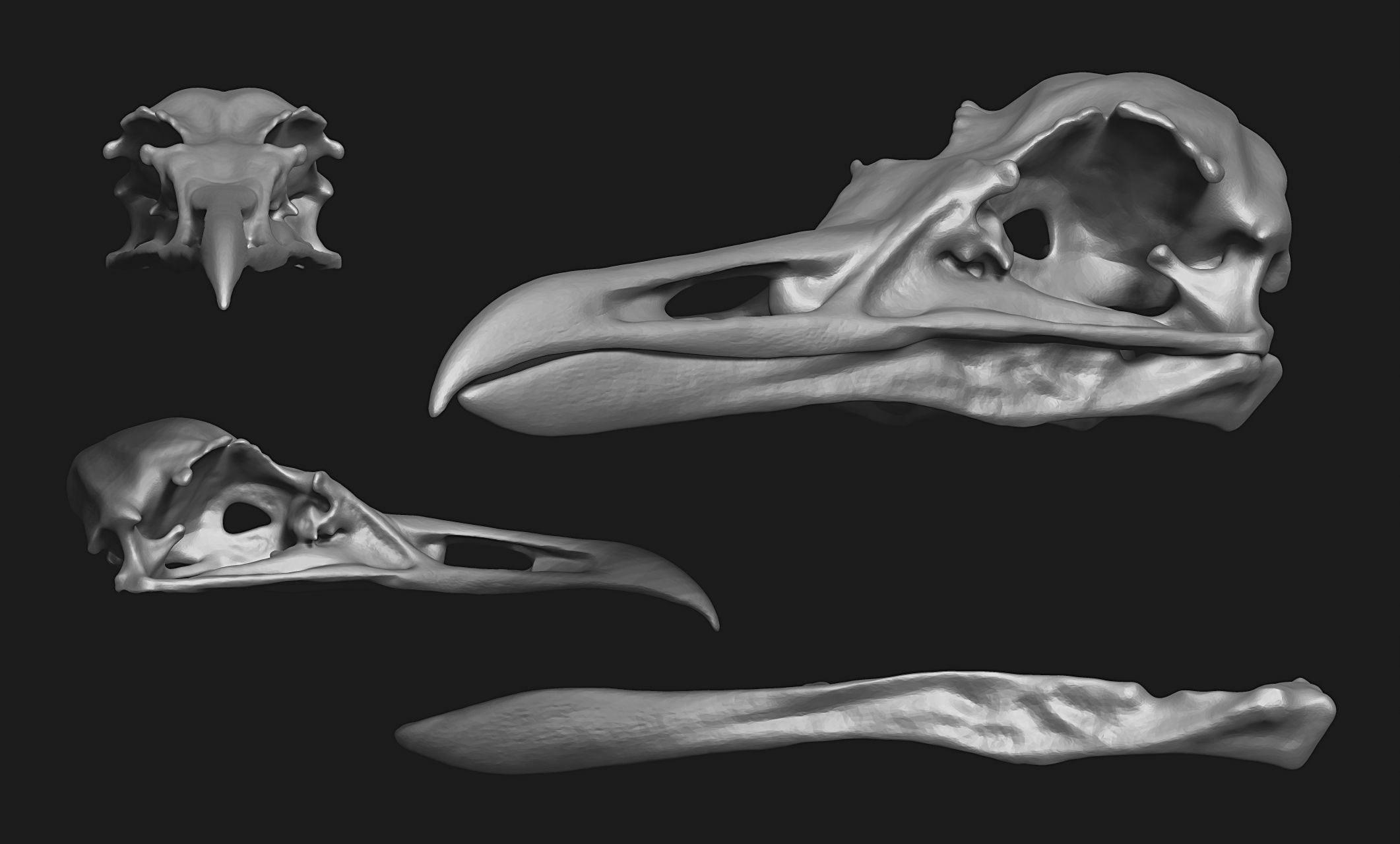 Larus marinus - Atlantic Seagull skull 3D print model_1