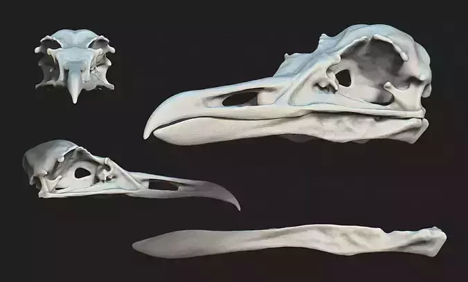 Larus marinus - Atlantic Seagull skull 3D print model