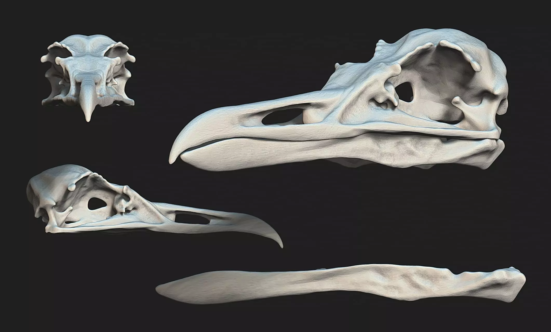 Larus marinus - Atlantic Seagull skull 3D print model_0