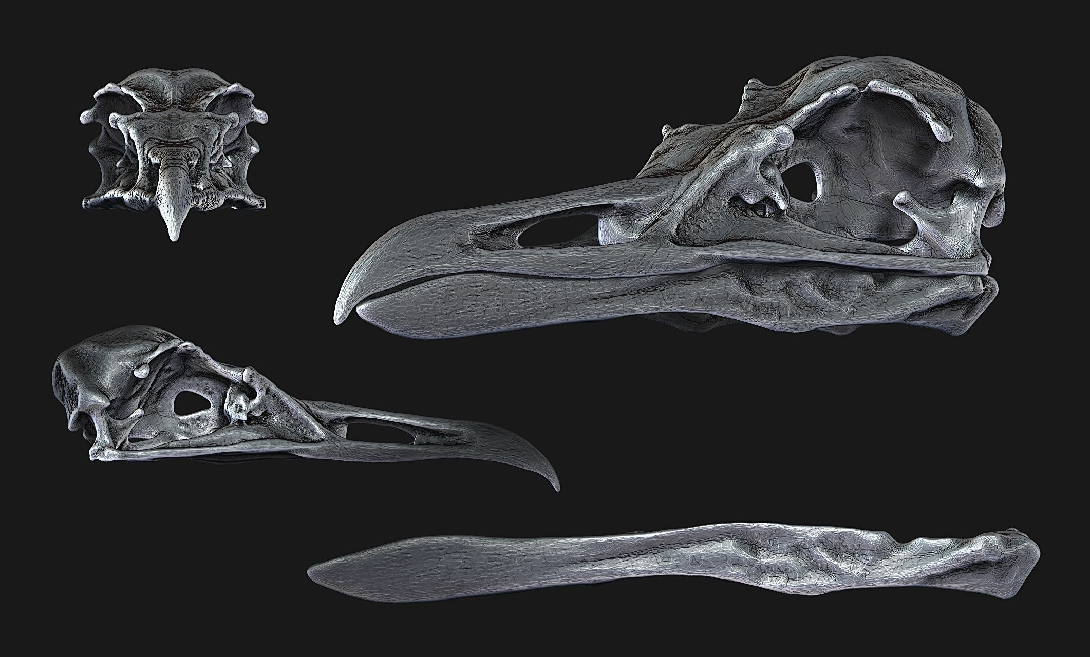 Larus marinus - Atlantic Seagull skull 3D print model_12