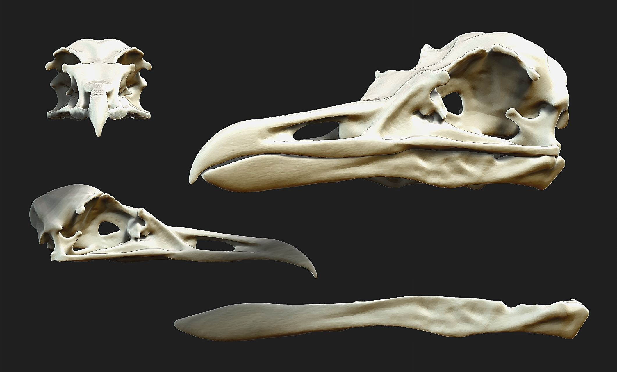 Larus marinus - Atlantic Seagull skull 3D print model_11