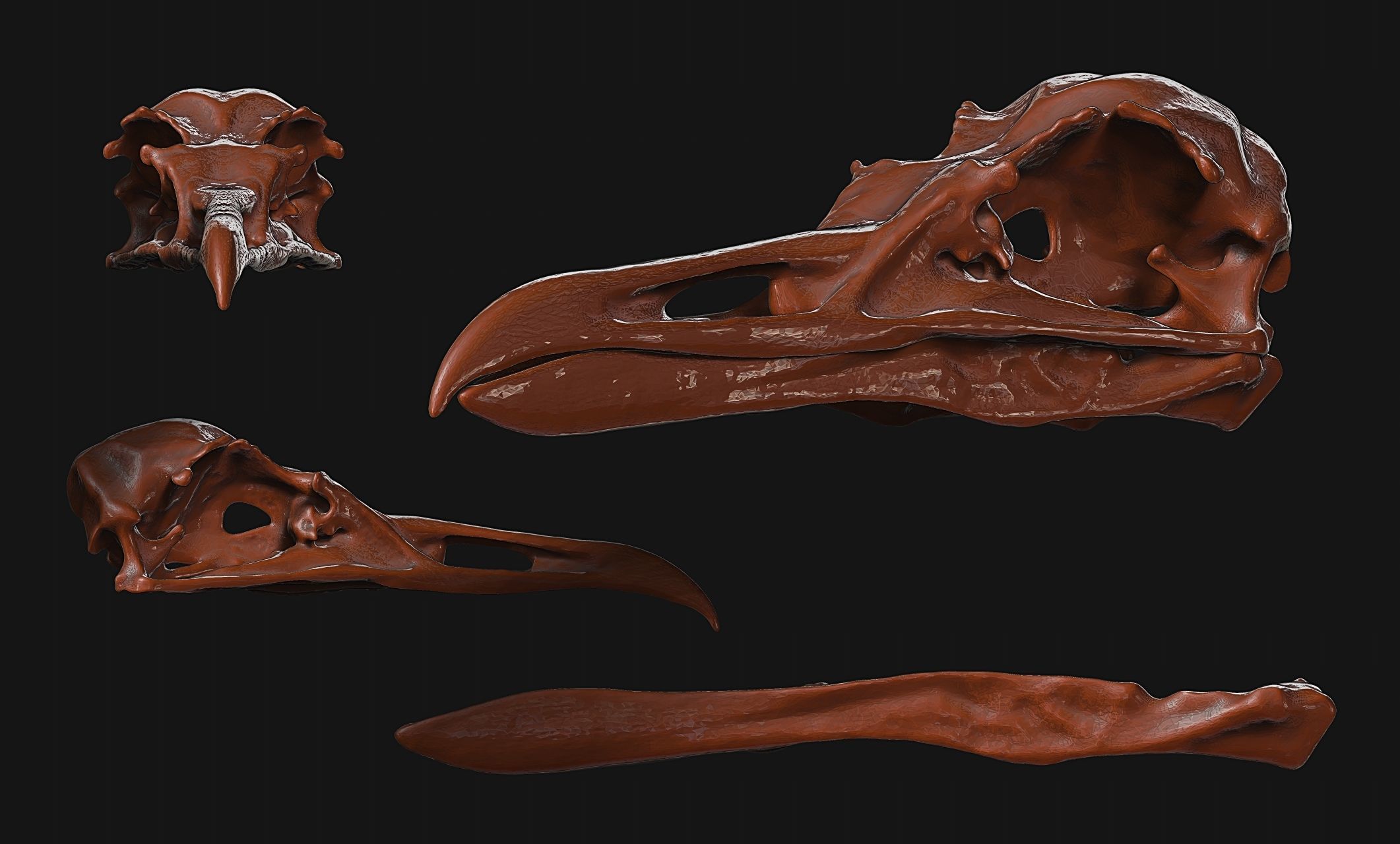 Larus marinus - Atlantic Seagull skull 3D print model_14