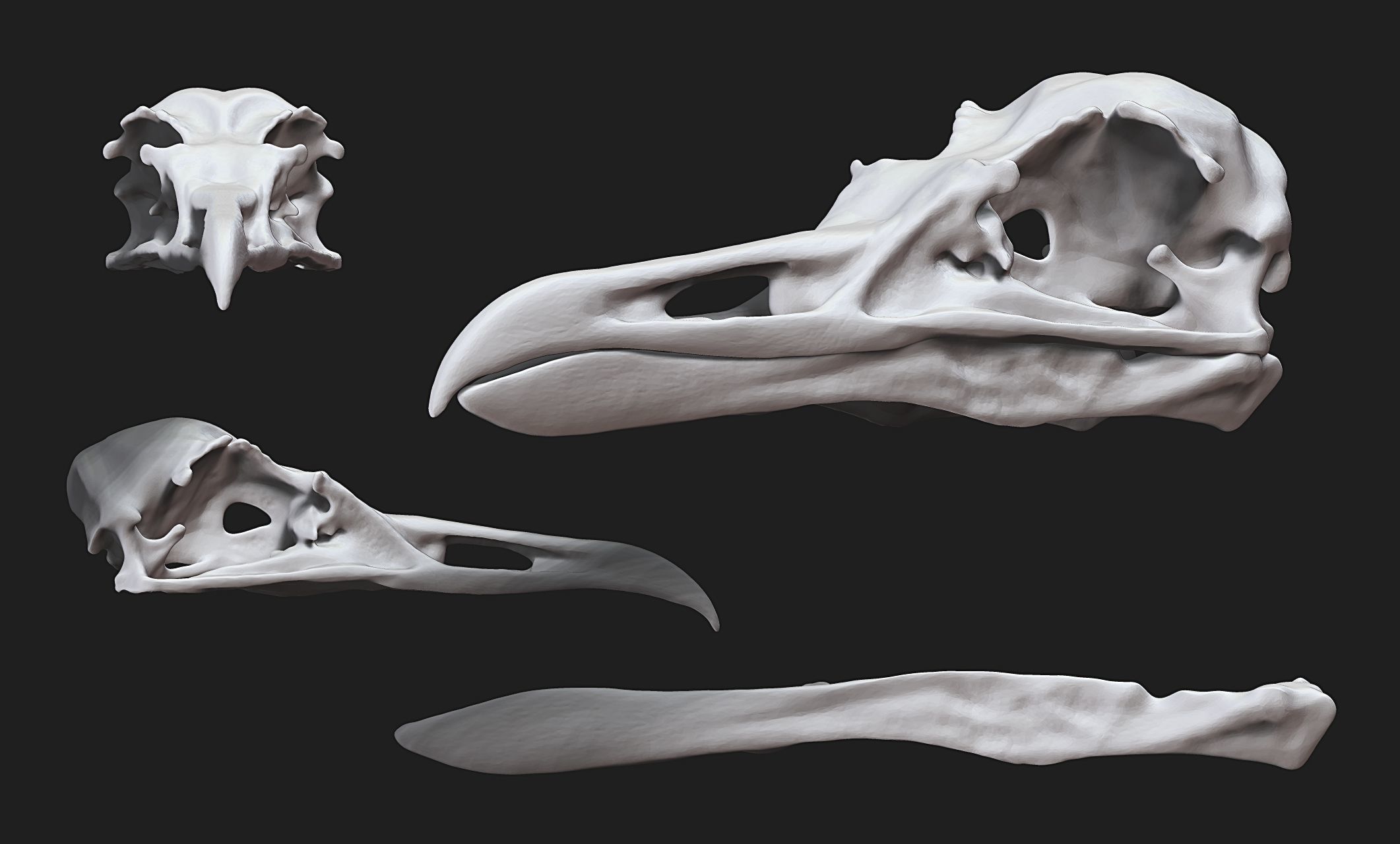 Larus marinus - Atlantic Seagull skull 3D print model_6