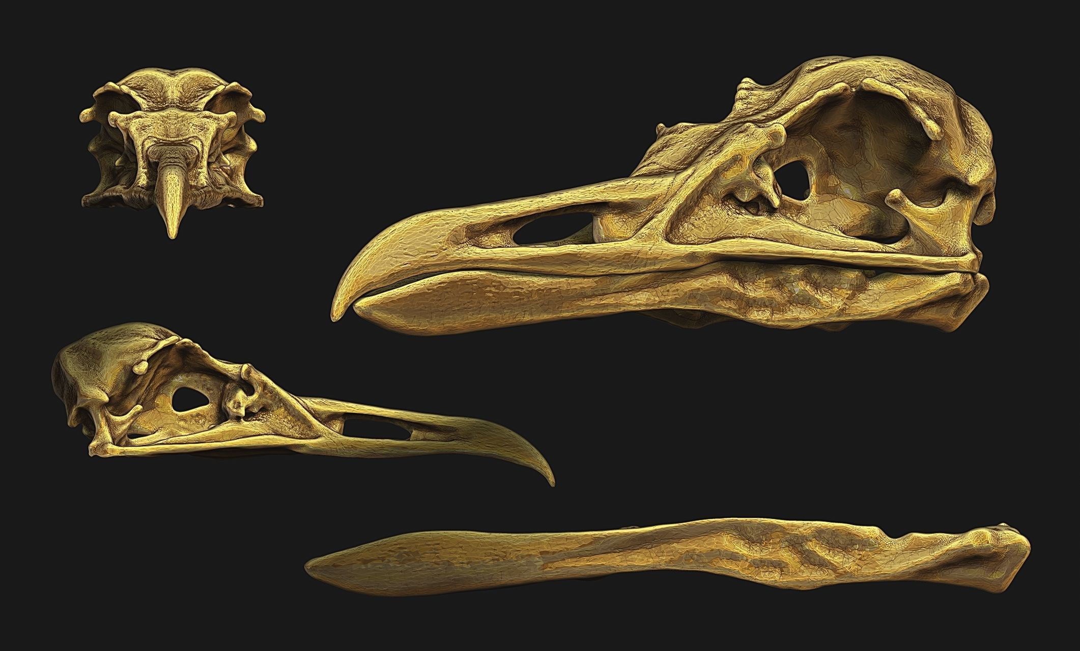 Larus marinus - Atlantic Seagull skull 3D print model_18