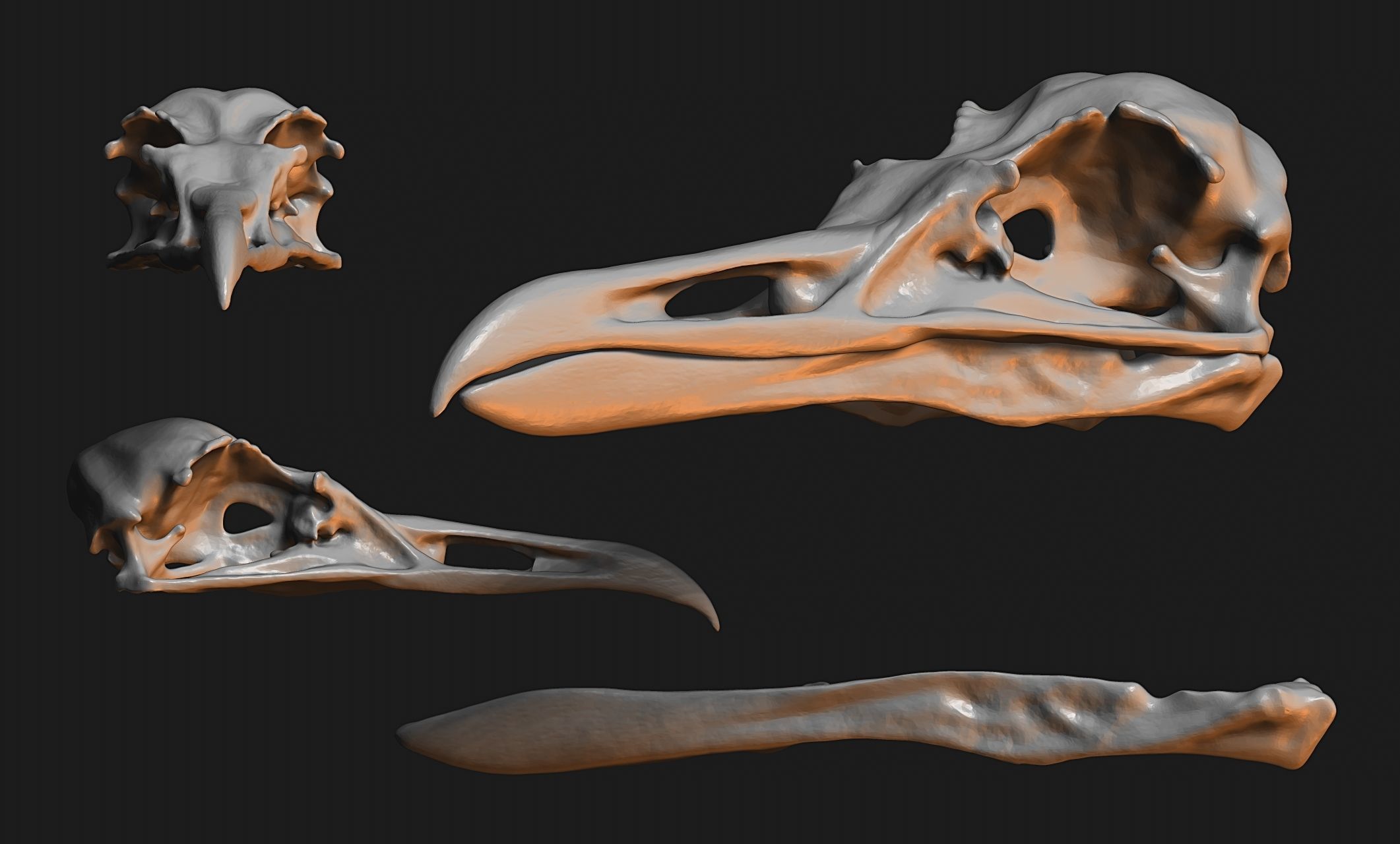 Larus marinus - Atlantic Seagull skull 3D print model_3