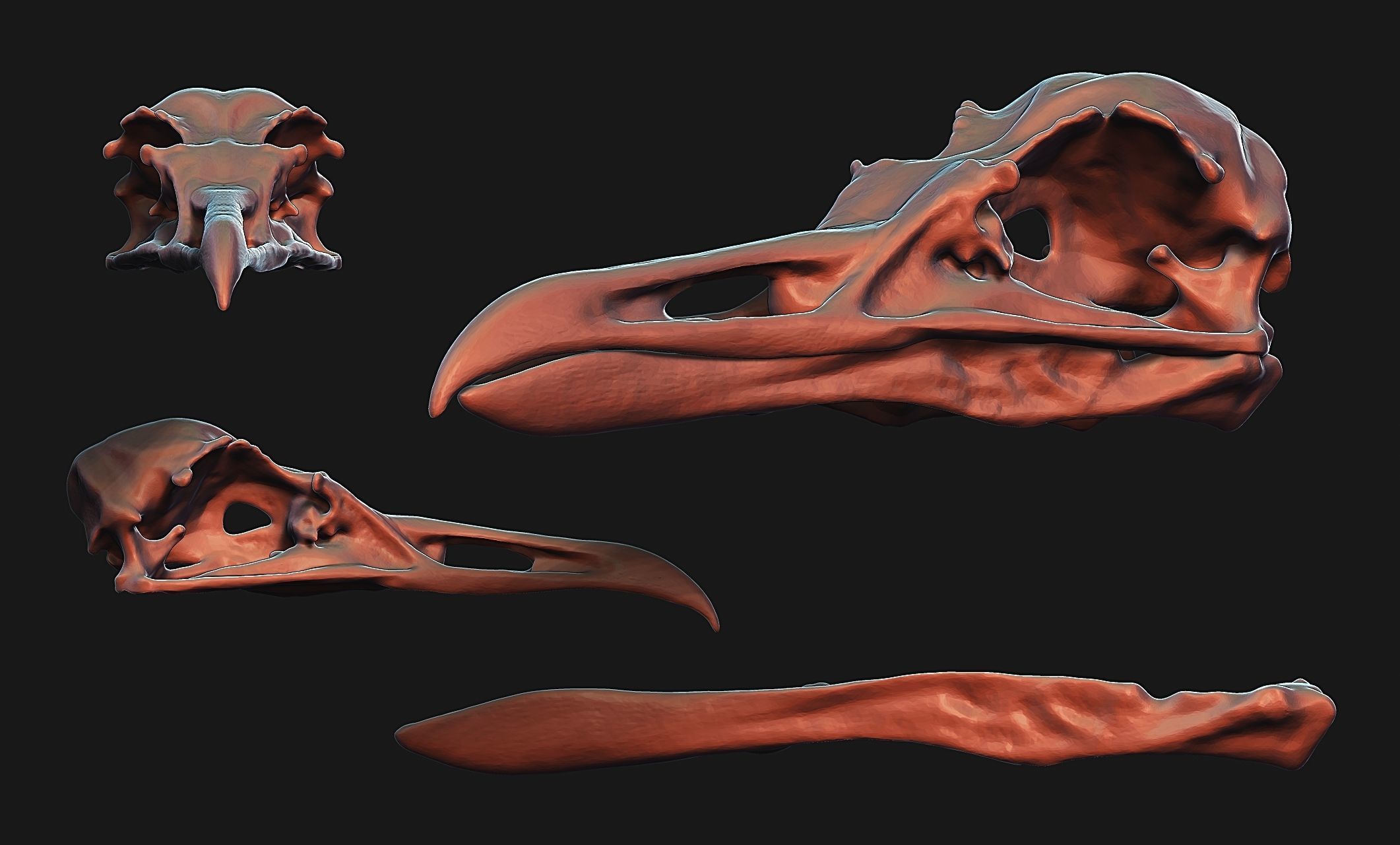 Larus marinus - Atlantic Seagull skull 3D print model_20