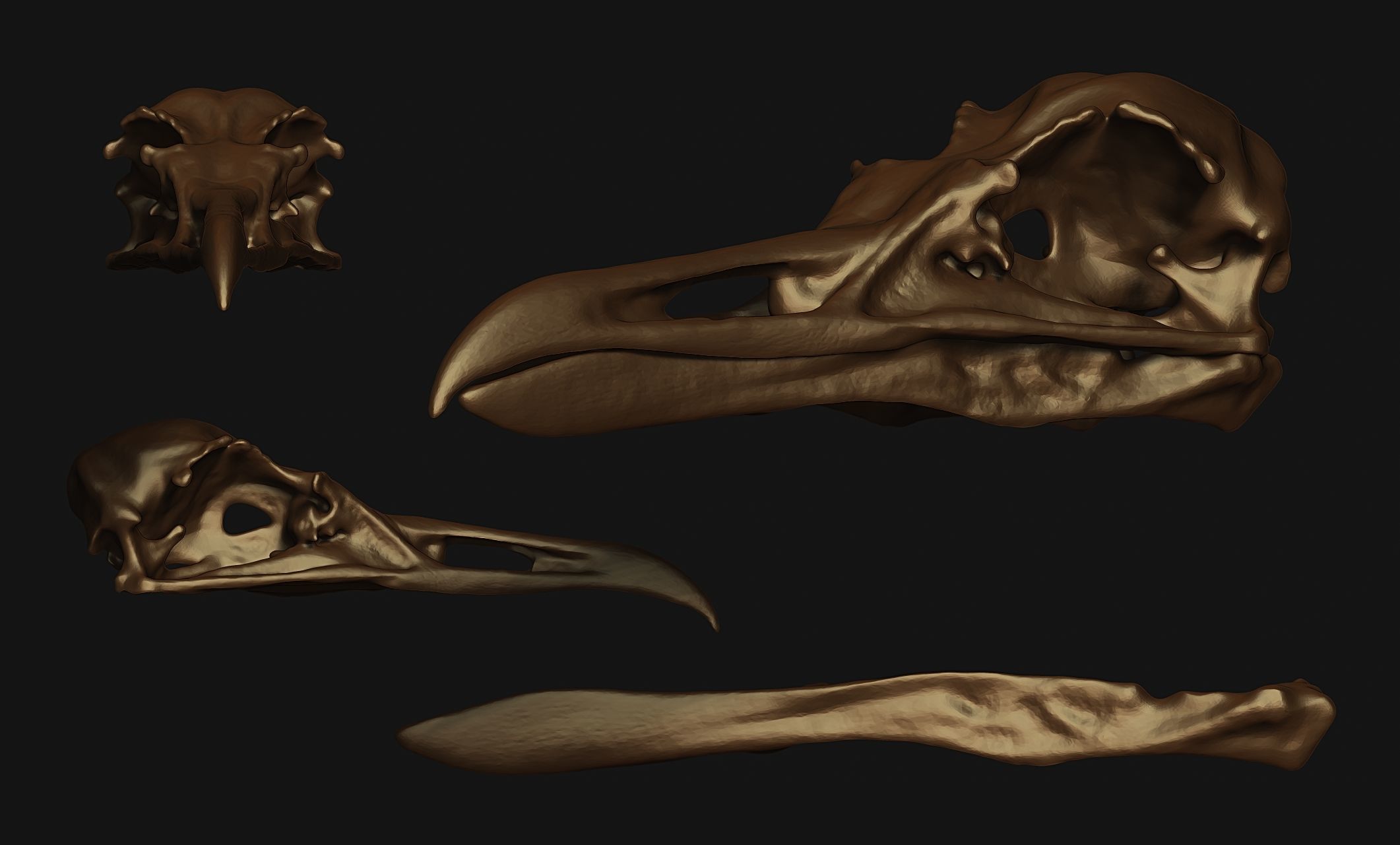 Larus marinus - Atlantic Seagull skull 3D print model_13