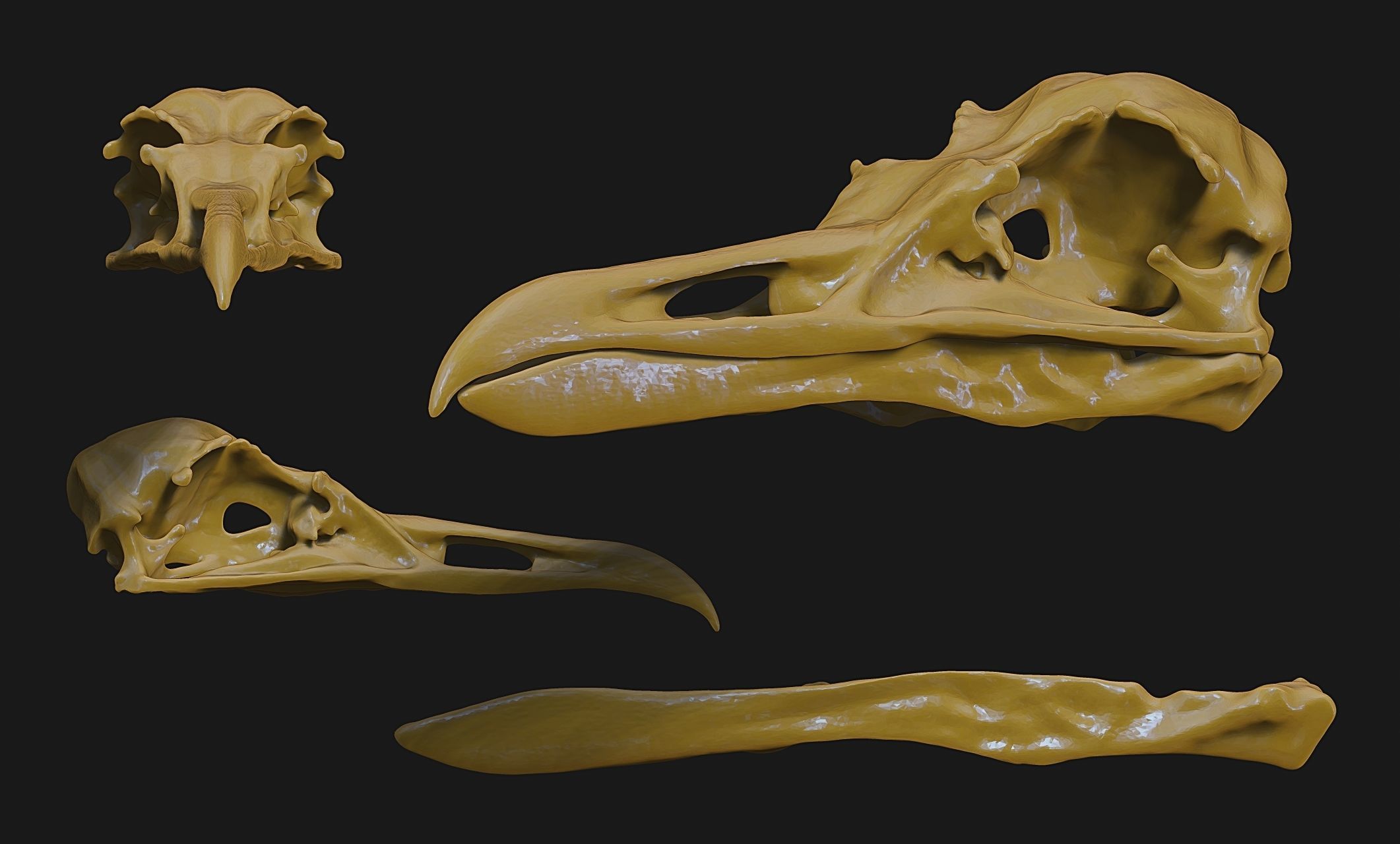 Larus marinus - Atlantic Seagull skull 3D print model_9