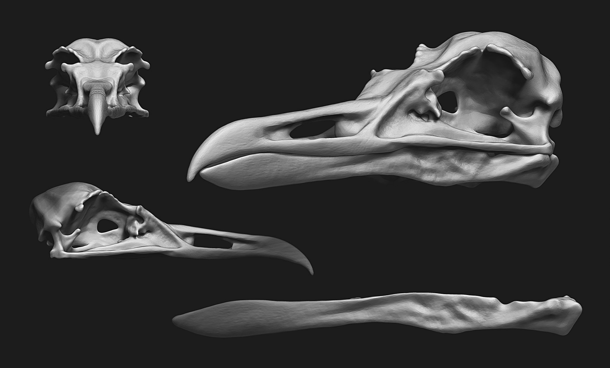 Larus marinus - Atlantic Seagull skull 3D print model_5