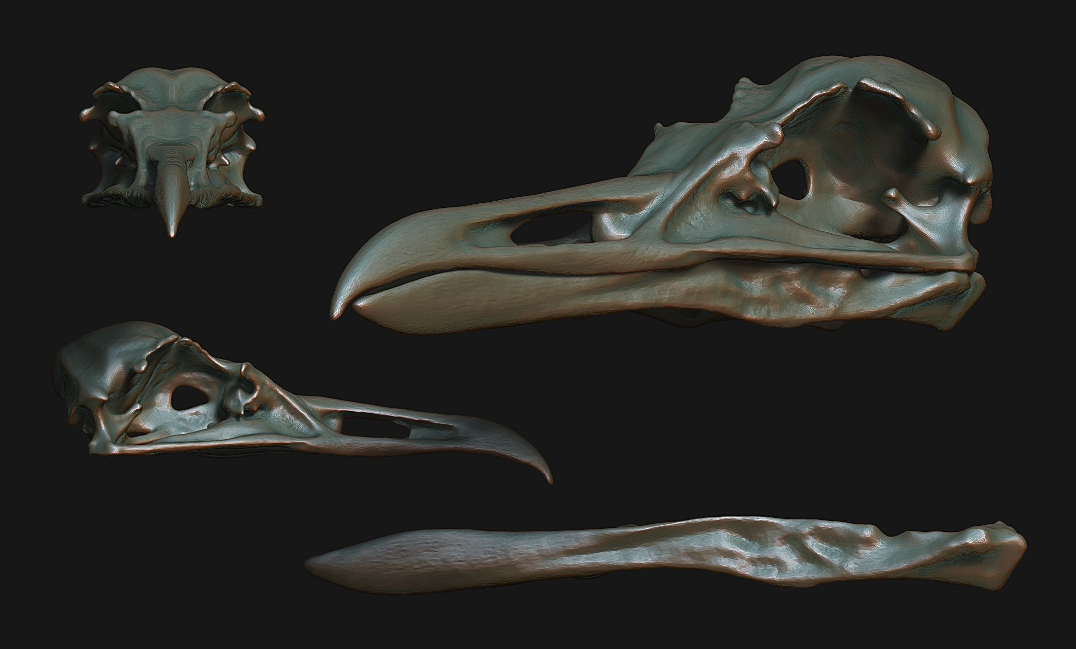 Larus marinus - Atlantic Seagull skull 3D print model_19