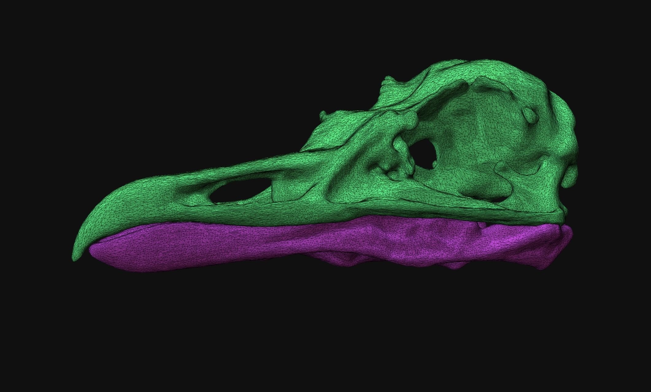 Larus marinus - Atlantic Seagull skull 3D print model_4