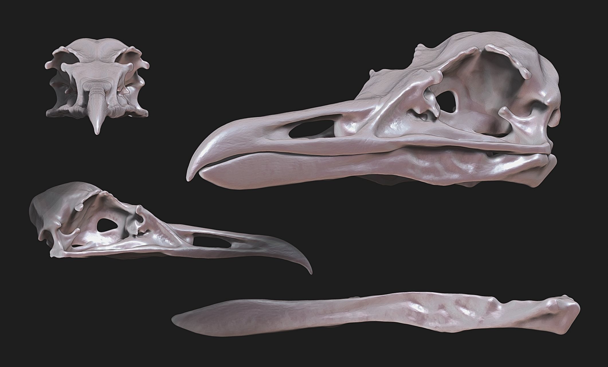 Larus marinus - Atlantic Seagull skull 3D print model_16