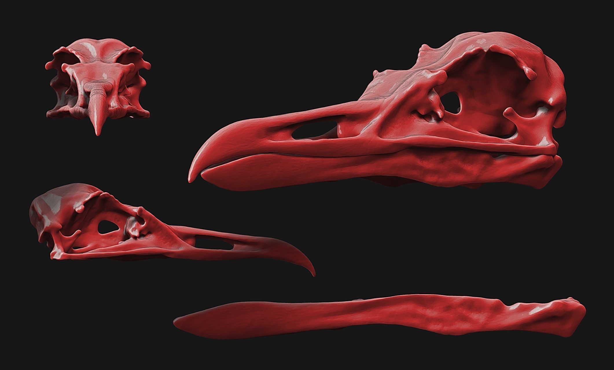 Larus marinus - Atlantic Seagull skull 3D print model_17