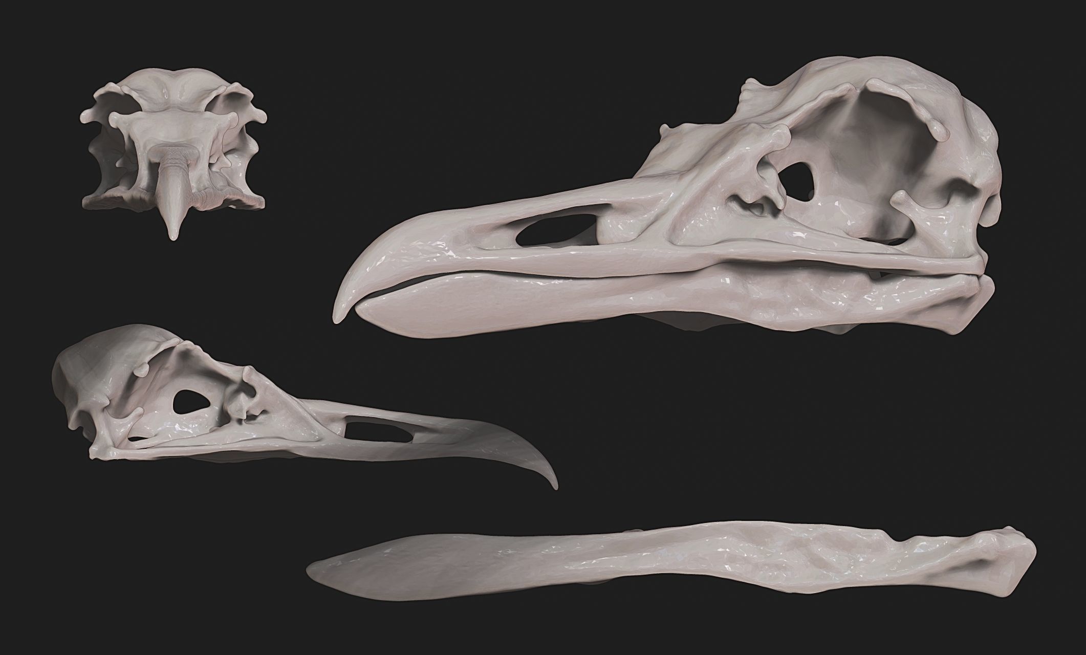 Larus marinus - Atlantic Seagull skull 3D print model_15