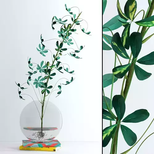 Schefflera Single 3D model