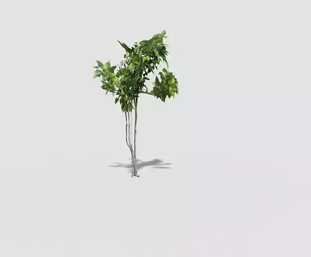 low poly tropical shrub 3