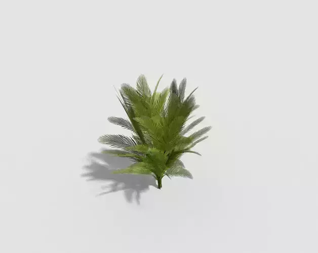 low poly tropical tree Low-poly 3D model