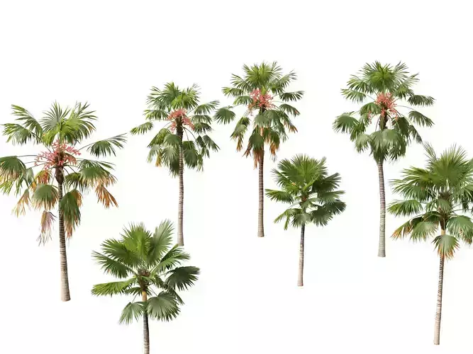 saribus rotundifolius - Footstool Palm