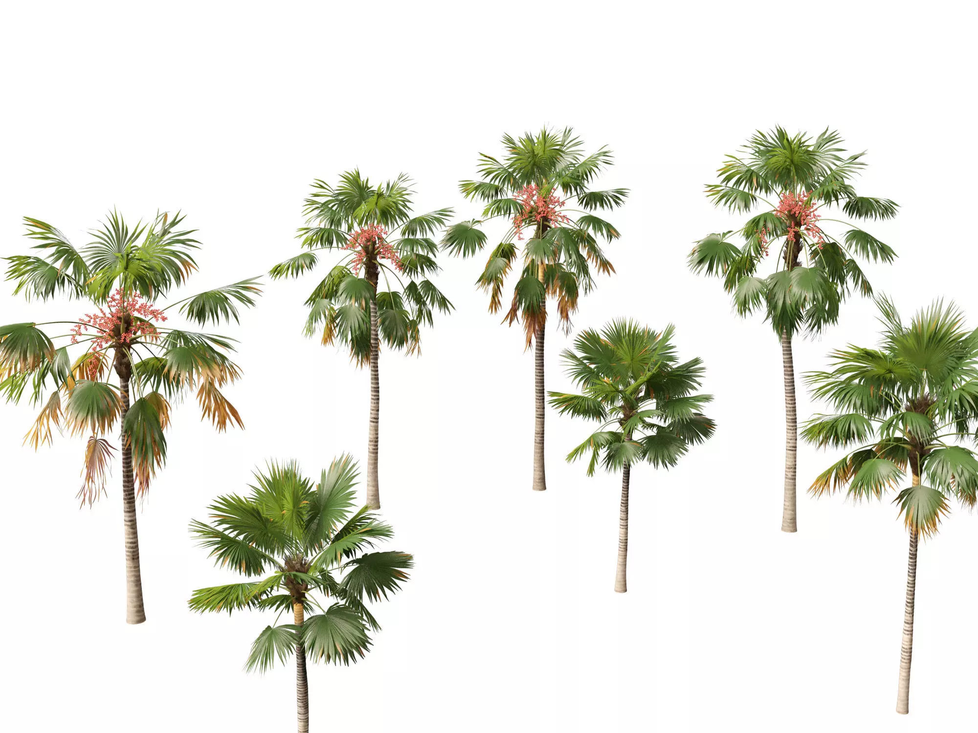 saribus rotundifolius - Footstool Palm 3D model_0