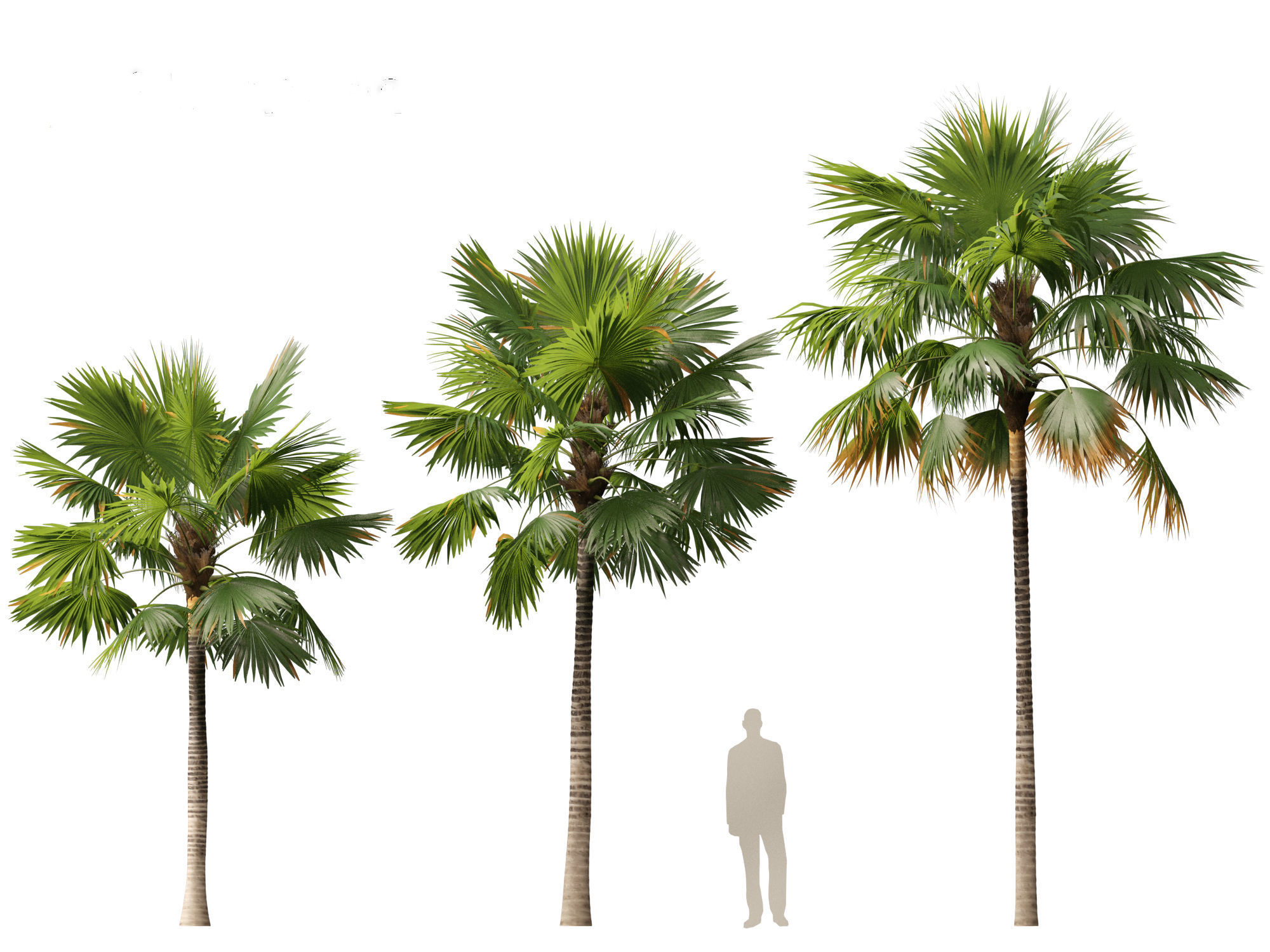 saribus rotundifolius - Footstool Palm 3D model_3