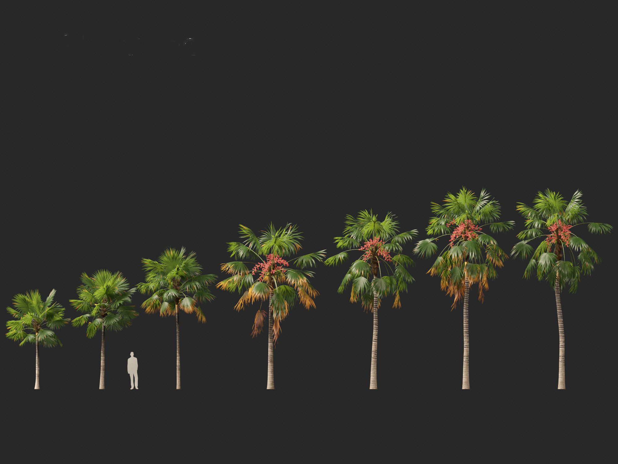 saribus rotundifolius - Footstool Palm 3D model_2