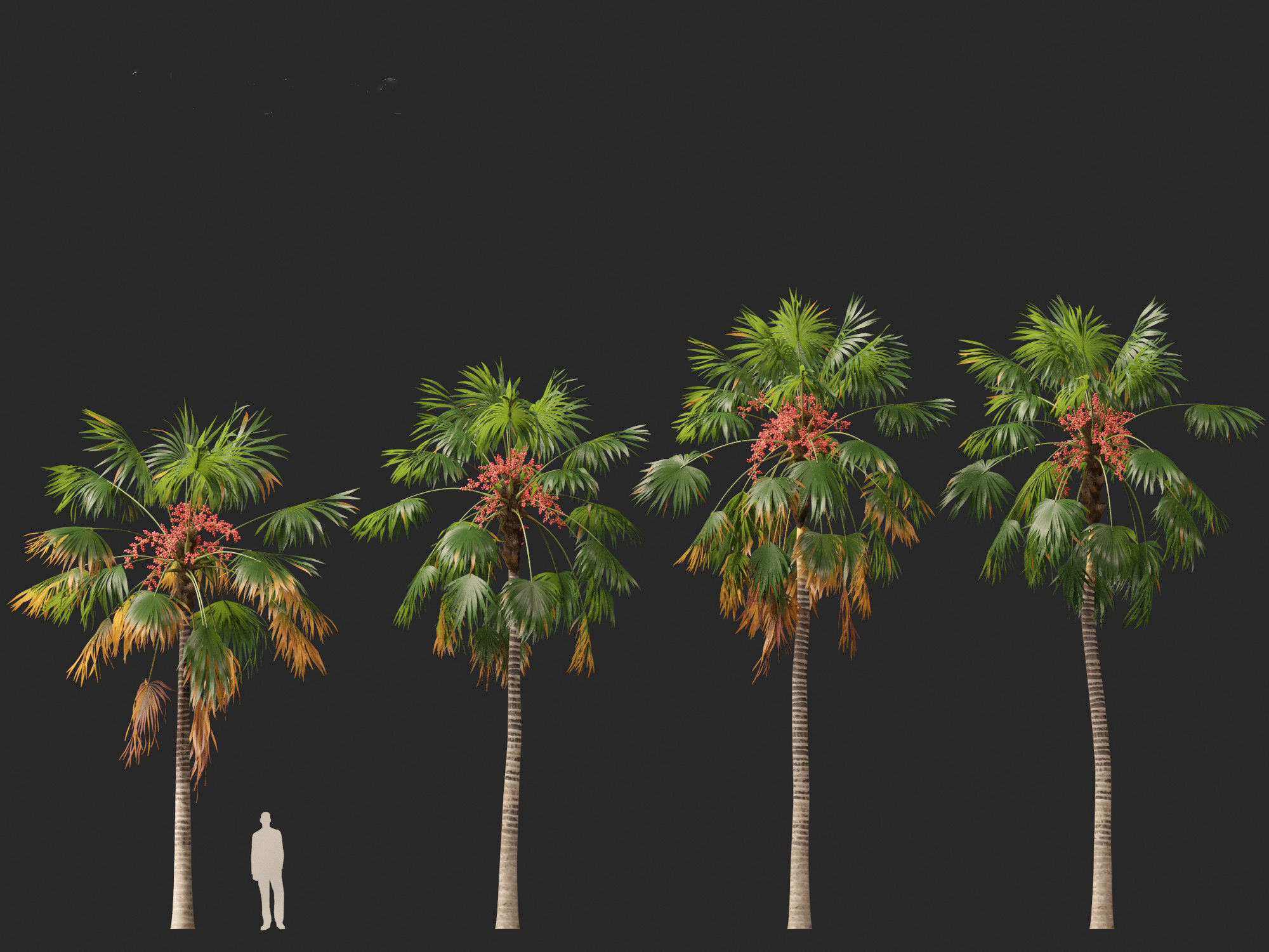 saribus rotundifolius - Footstool Palm 3D model_6