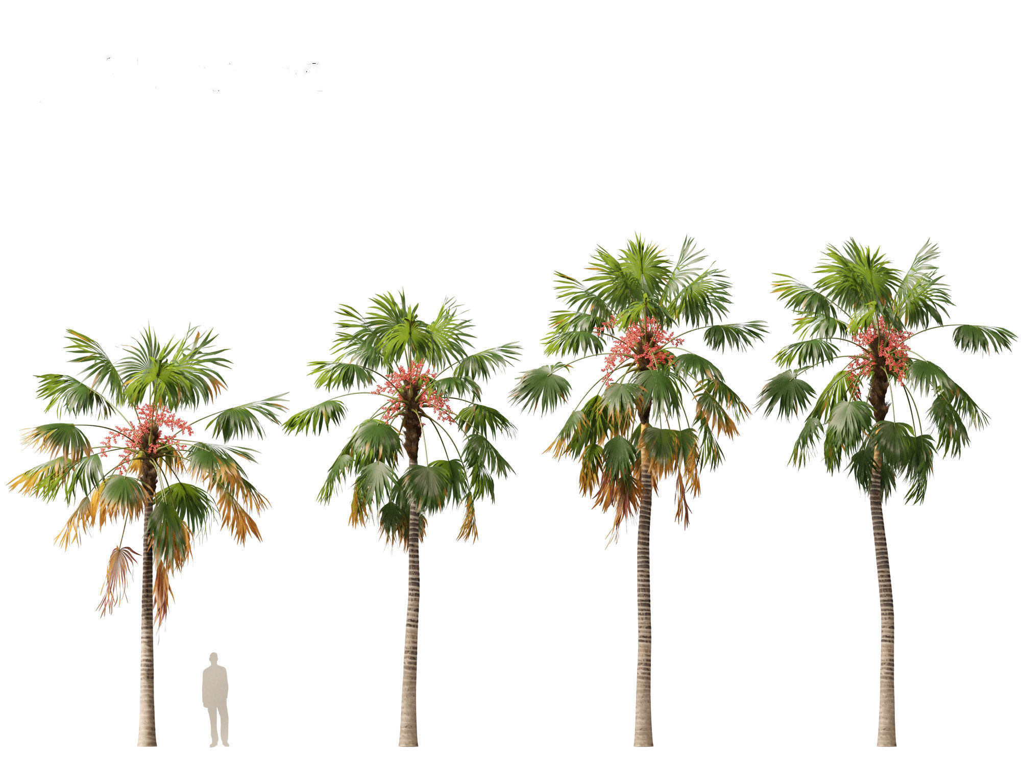 saribus rotundifolius - Footstool Palm 3D model_5