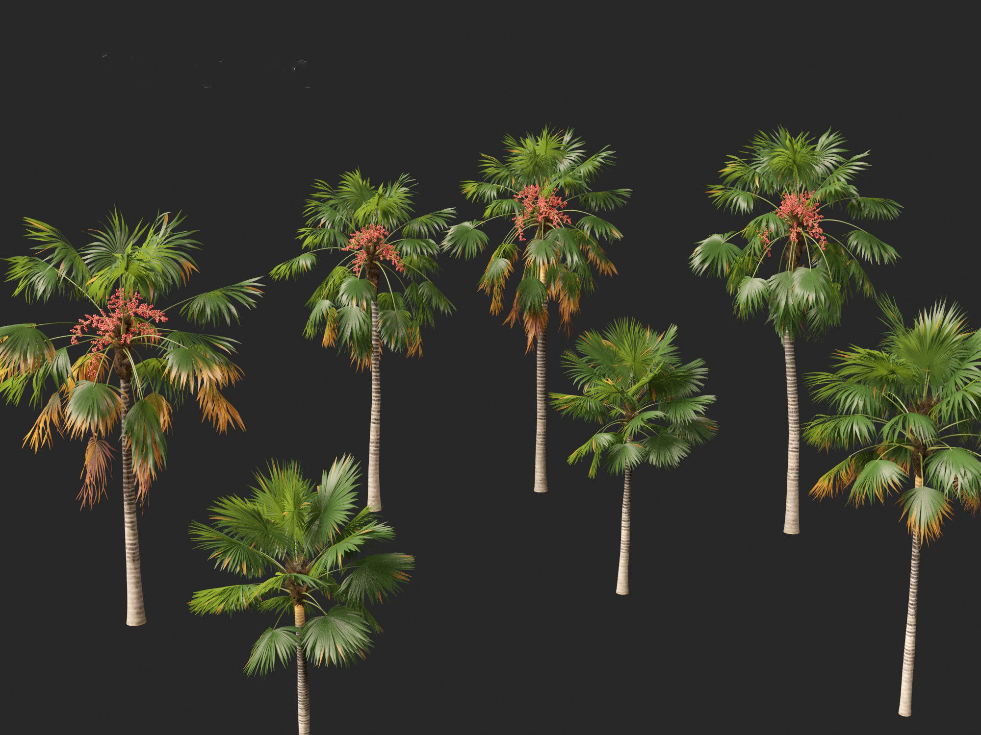 saribus rotundifolius - Footstool Palm 3D model_7