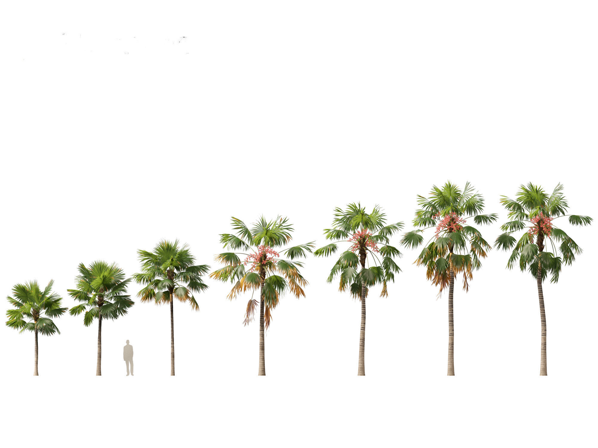 saribus rotundifolius - Footstool Palm 3D model_1