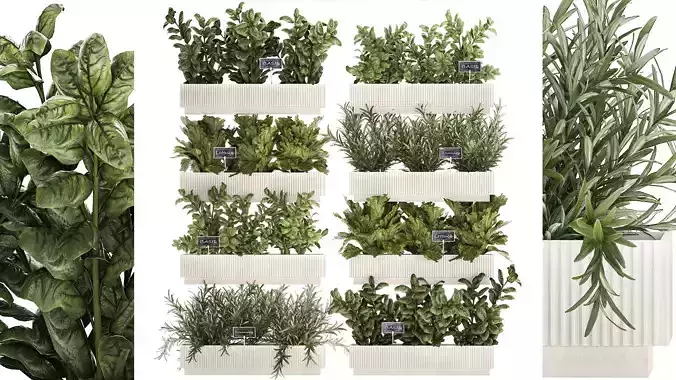 Kitchen mini garden with rosemary vegetables basil 1415