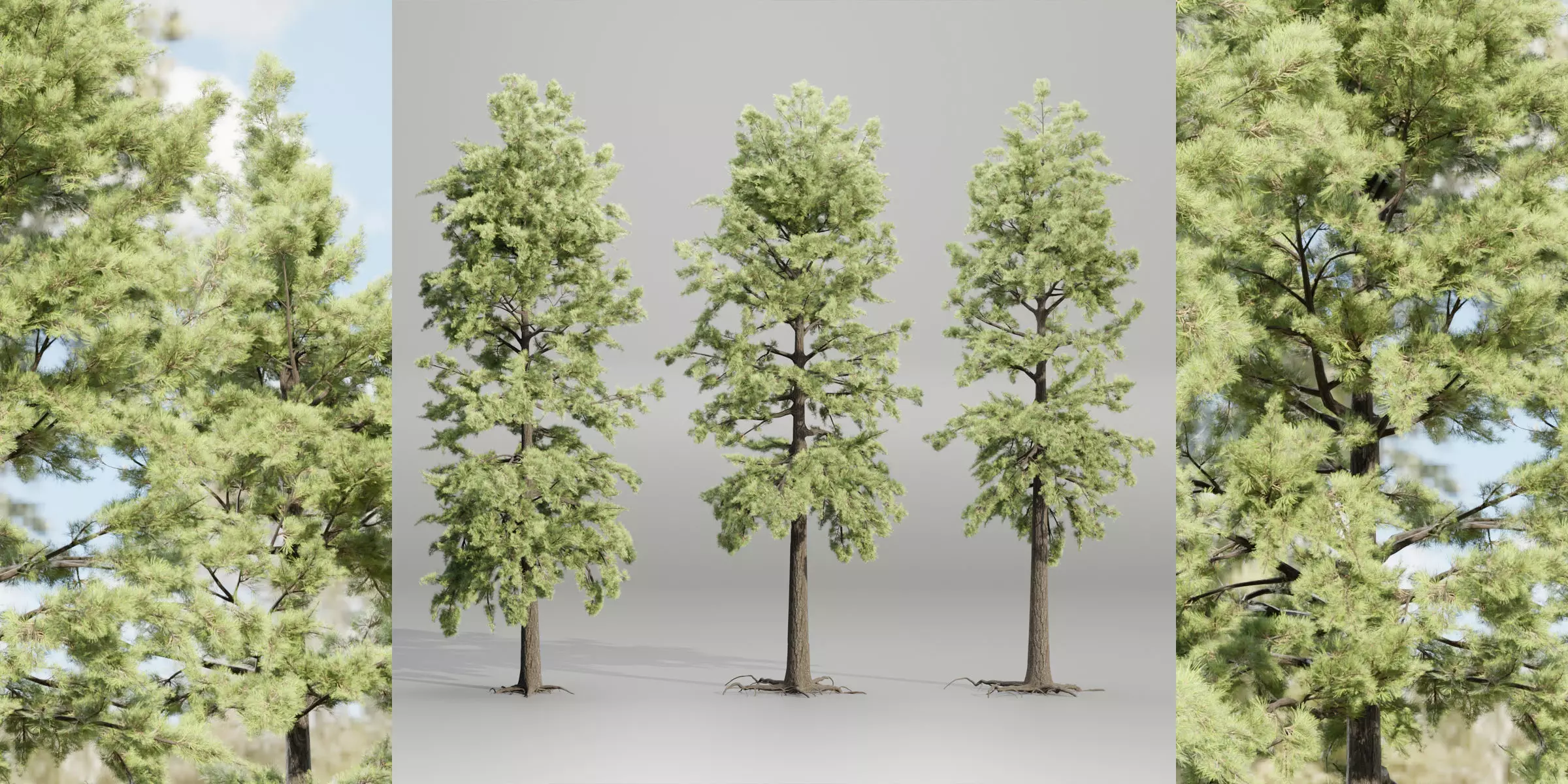 pine trees collection vol 102-Blender 3D model_0