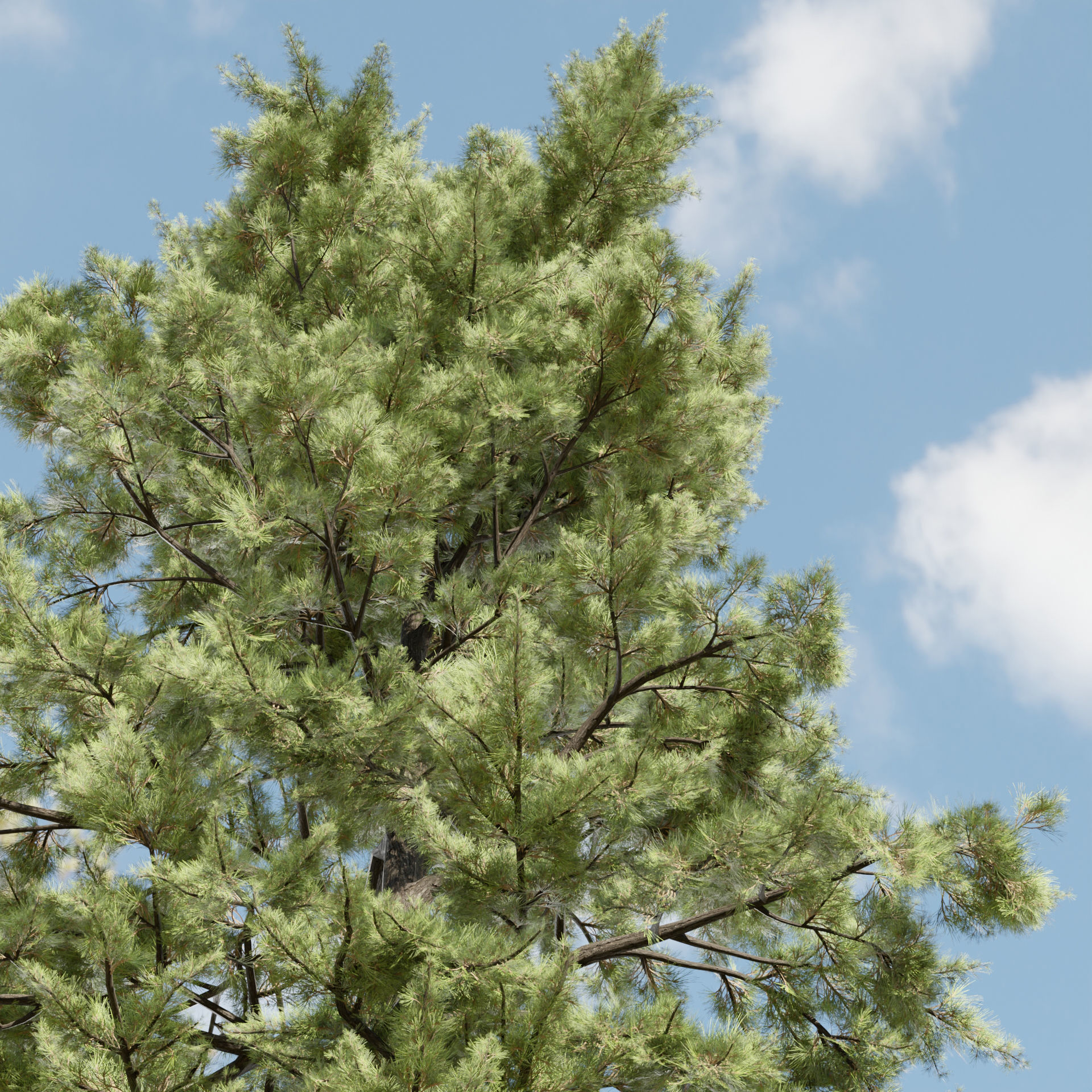 pine trees collection vol 102-Blender 3D model_2