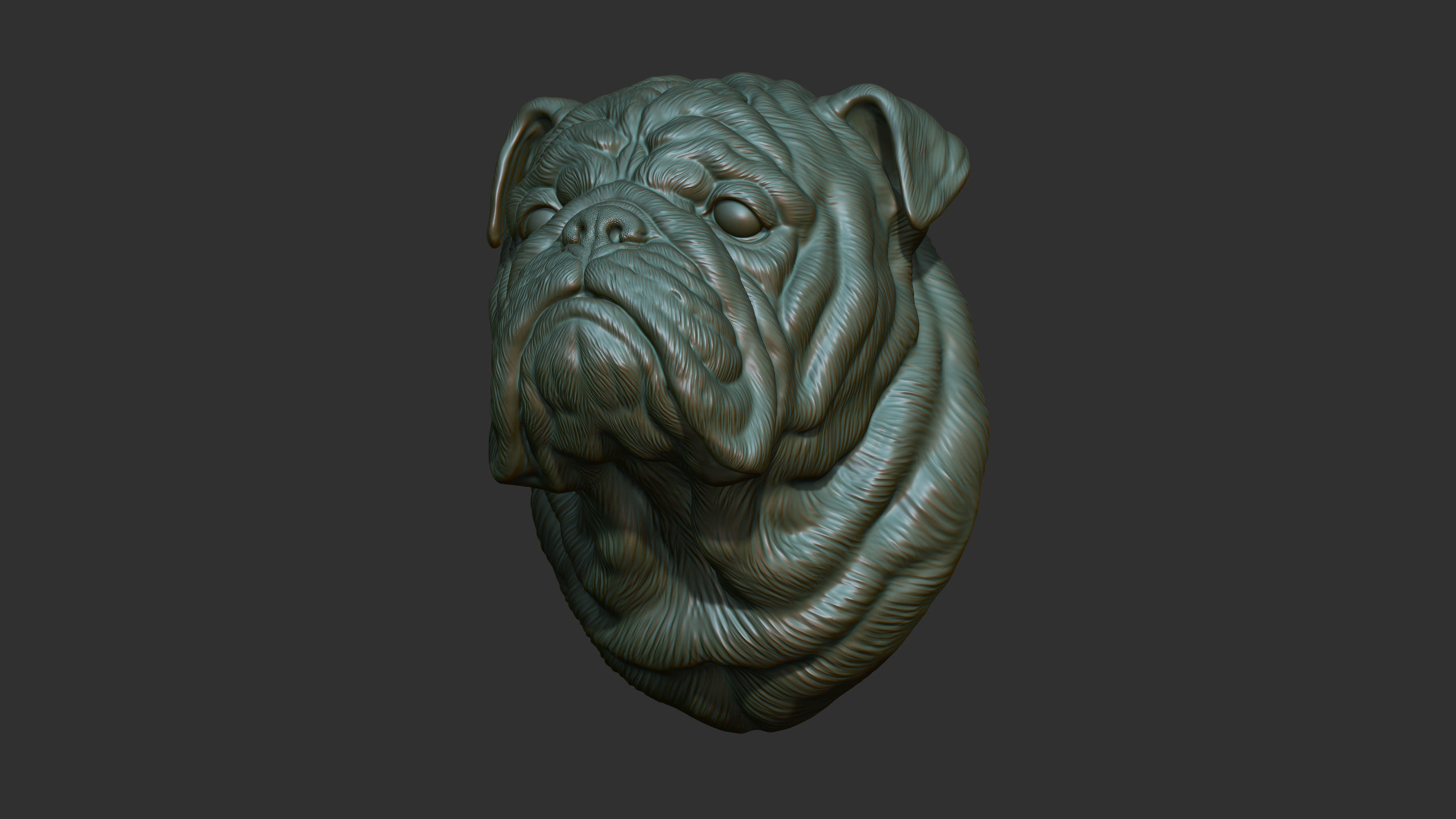 English bulldog bust 3D print model_5