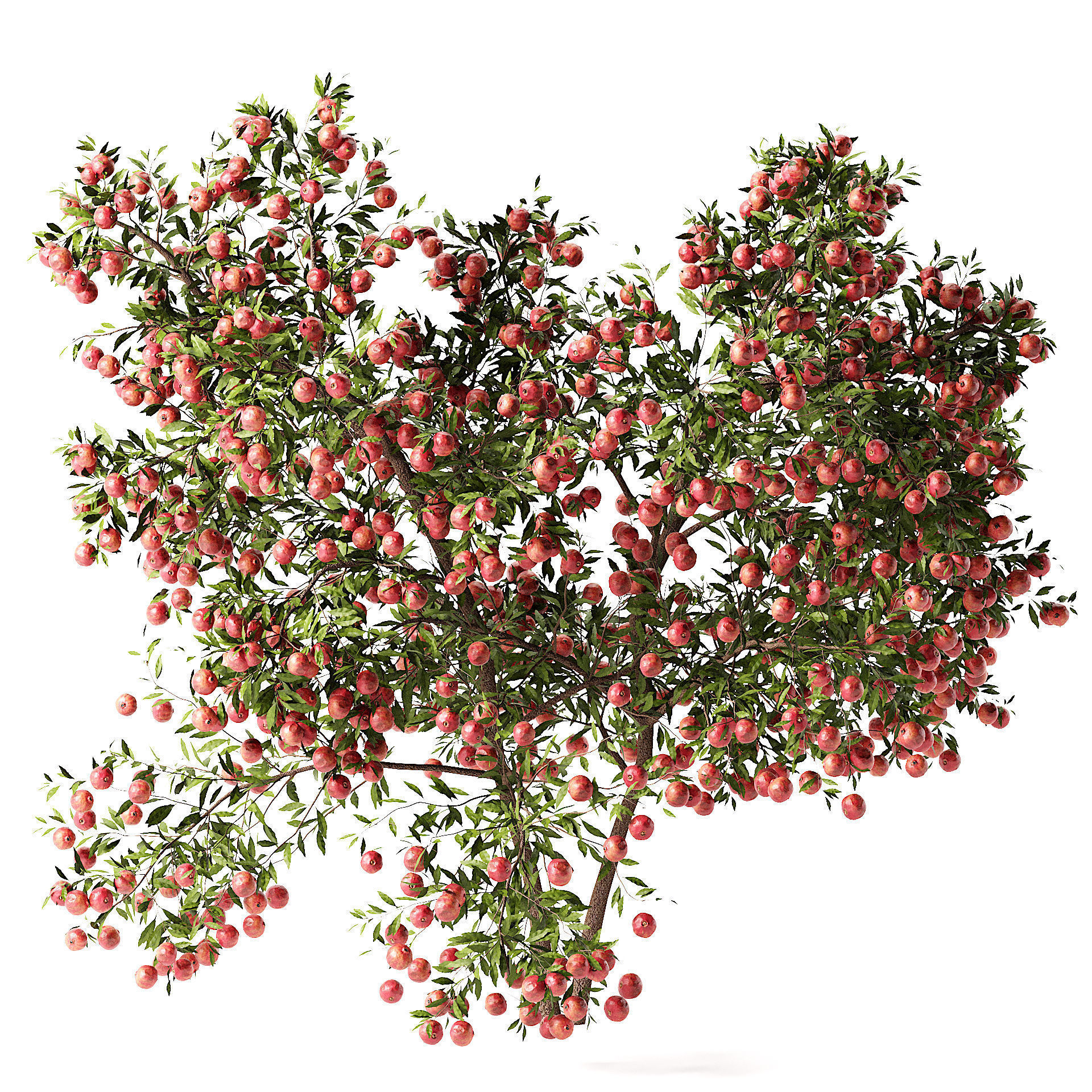 Pomegranate Tree 3D Model 3D model_2