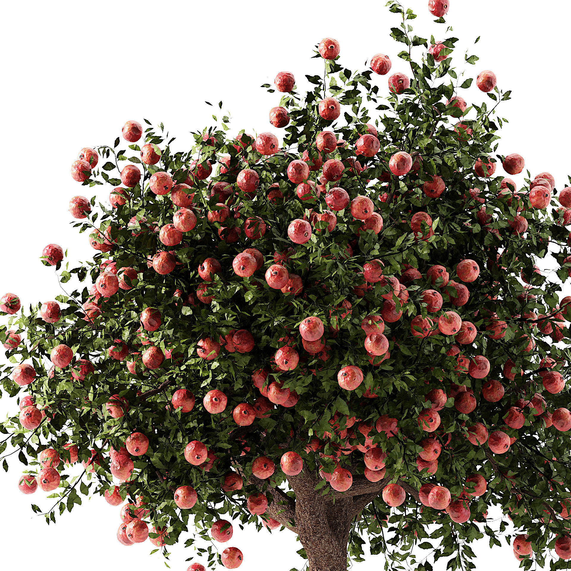 Pomegranate Tree 3D Model 3D model_6