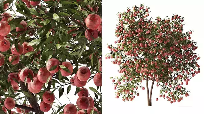 Pomegranate Tree 3D Model 3D model