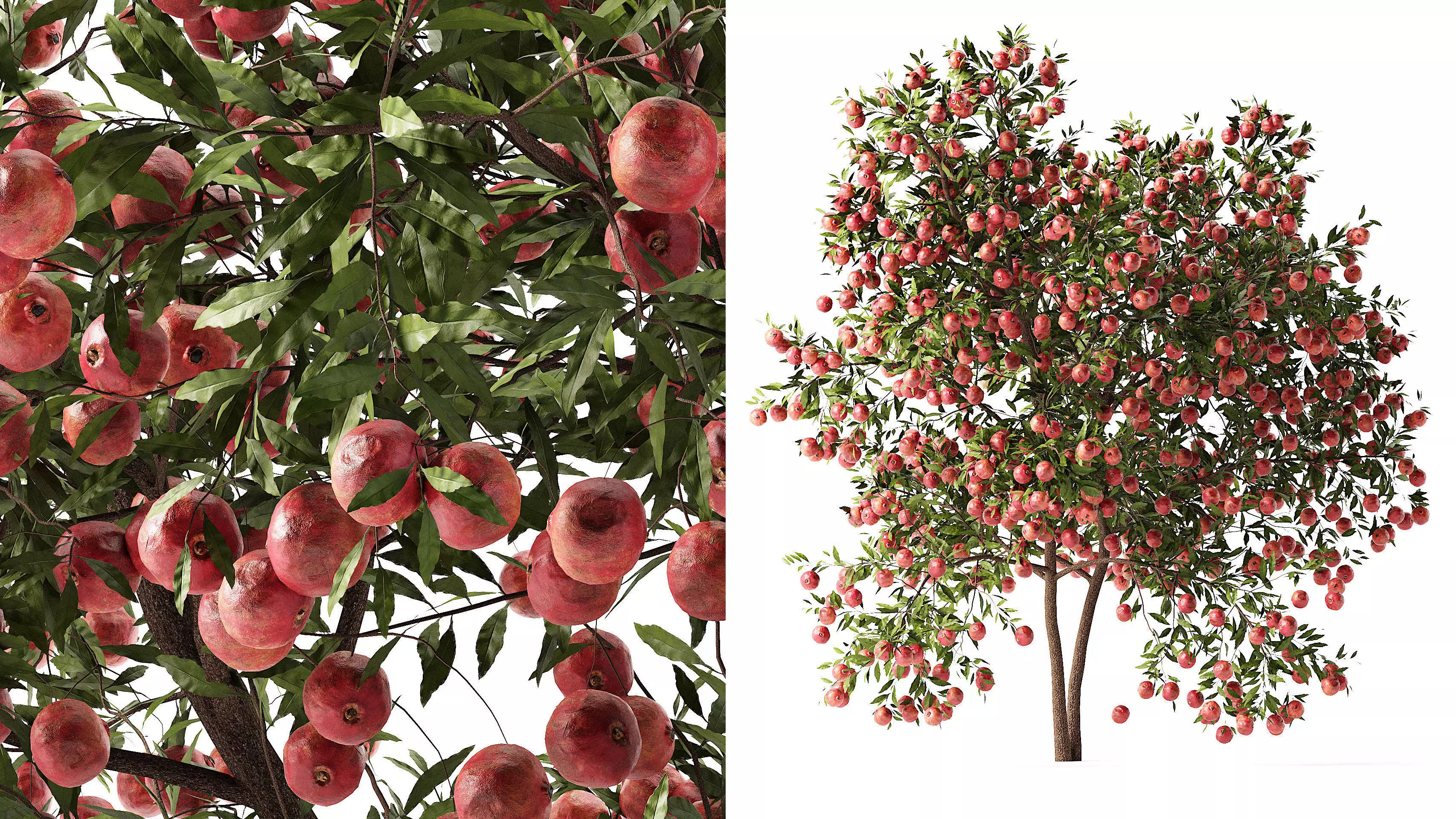Pomegranate Tree 3D Model 3D model_0