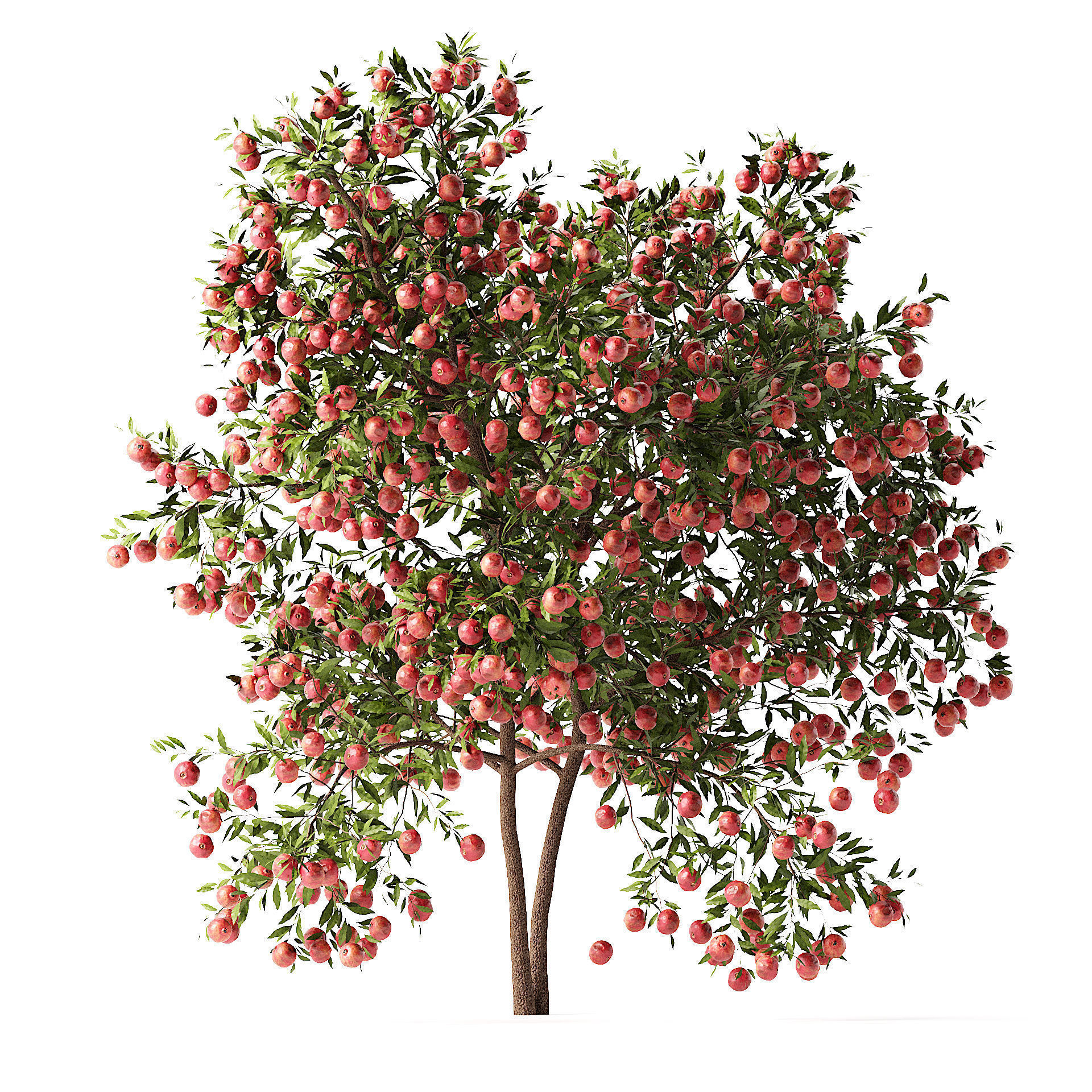Pomegranate Tree 3D Model 3D model_3