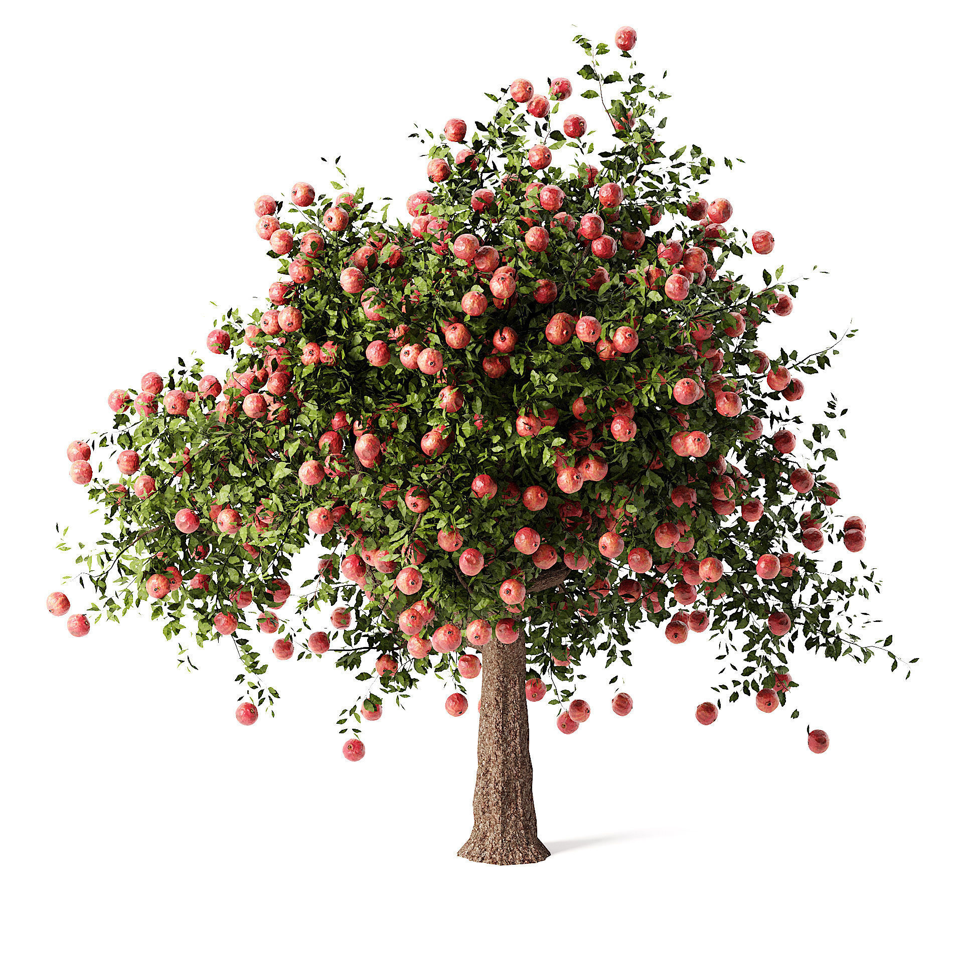 Pomegranate Tree 3D Model 3D model_4
