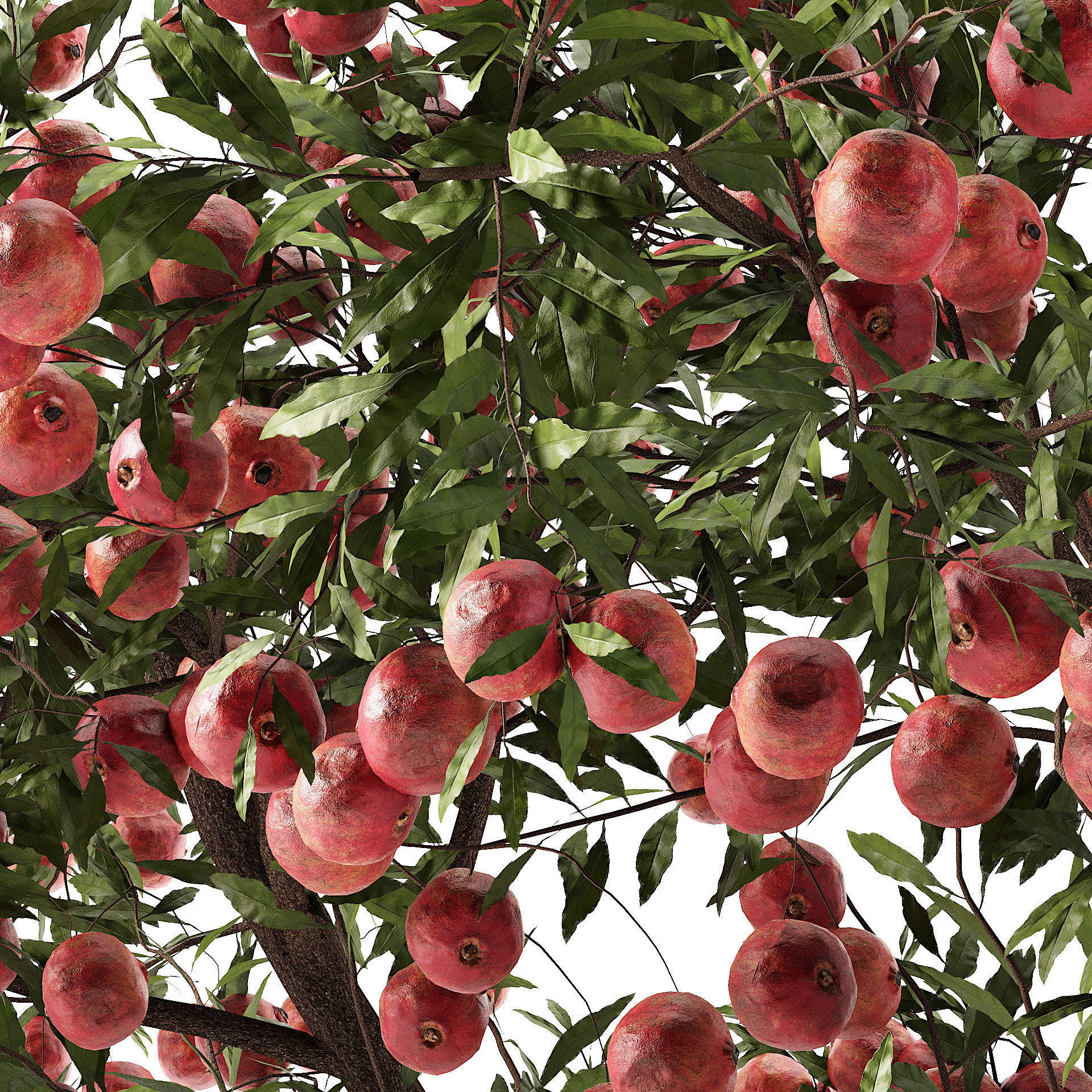 Pomegranate Tree 3D Model 3D model_5