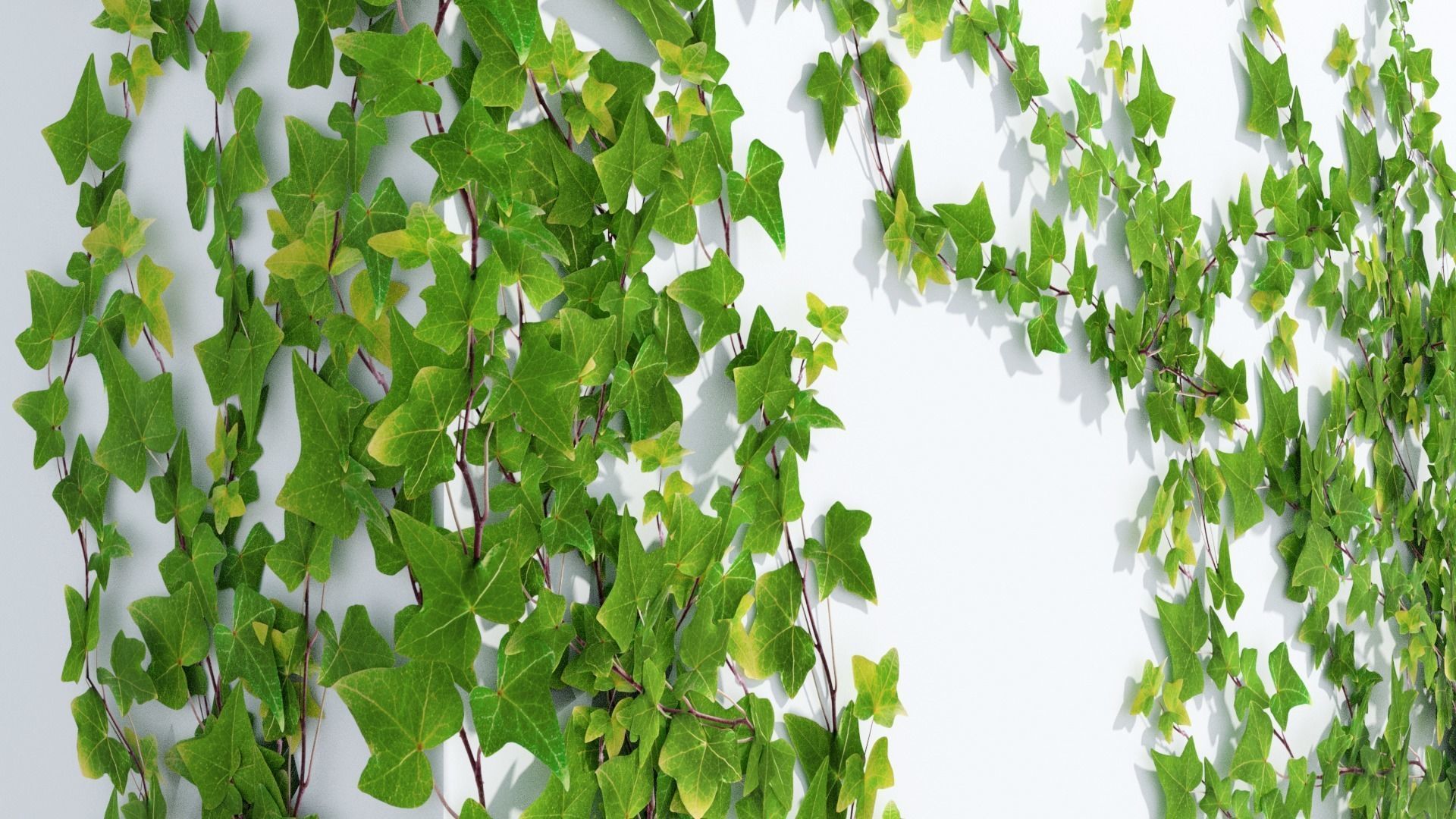 LowPoly Ivy wall Low-poly 3D model_1