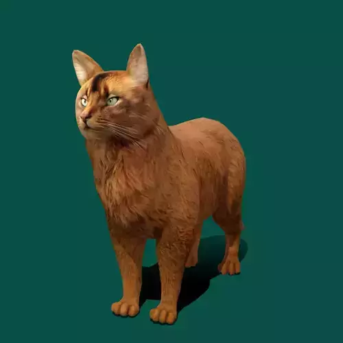 Somali Cat Animal Low-poly 3D model