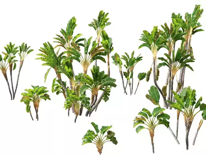 Strelitzia nicolai - Natal wild banana Tree 02 