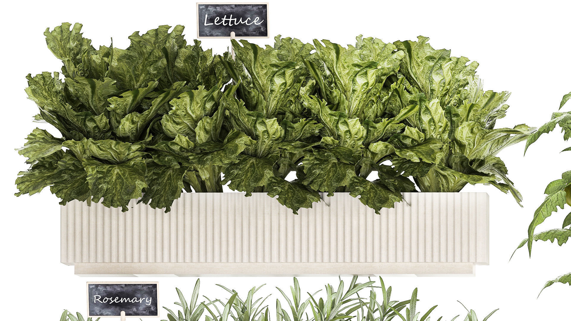 kitchen garden vegetables tomatoes peppers greens 1416 3D model_7