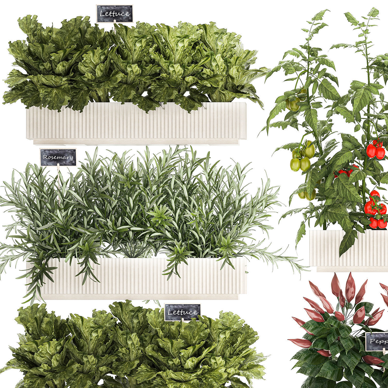 kitchen garden vegetables tomatoes peppers greens 1416 3D model_10