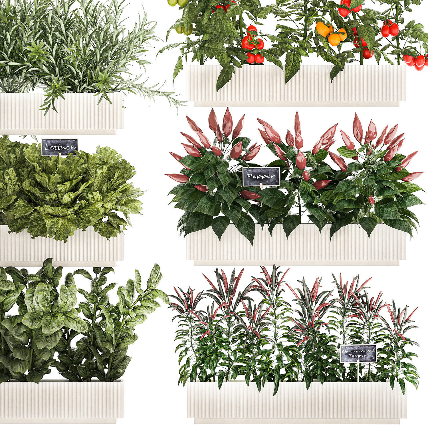 kitchen garden vegetables tomatoes peppers greens 1416 3D model_11