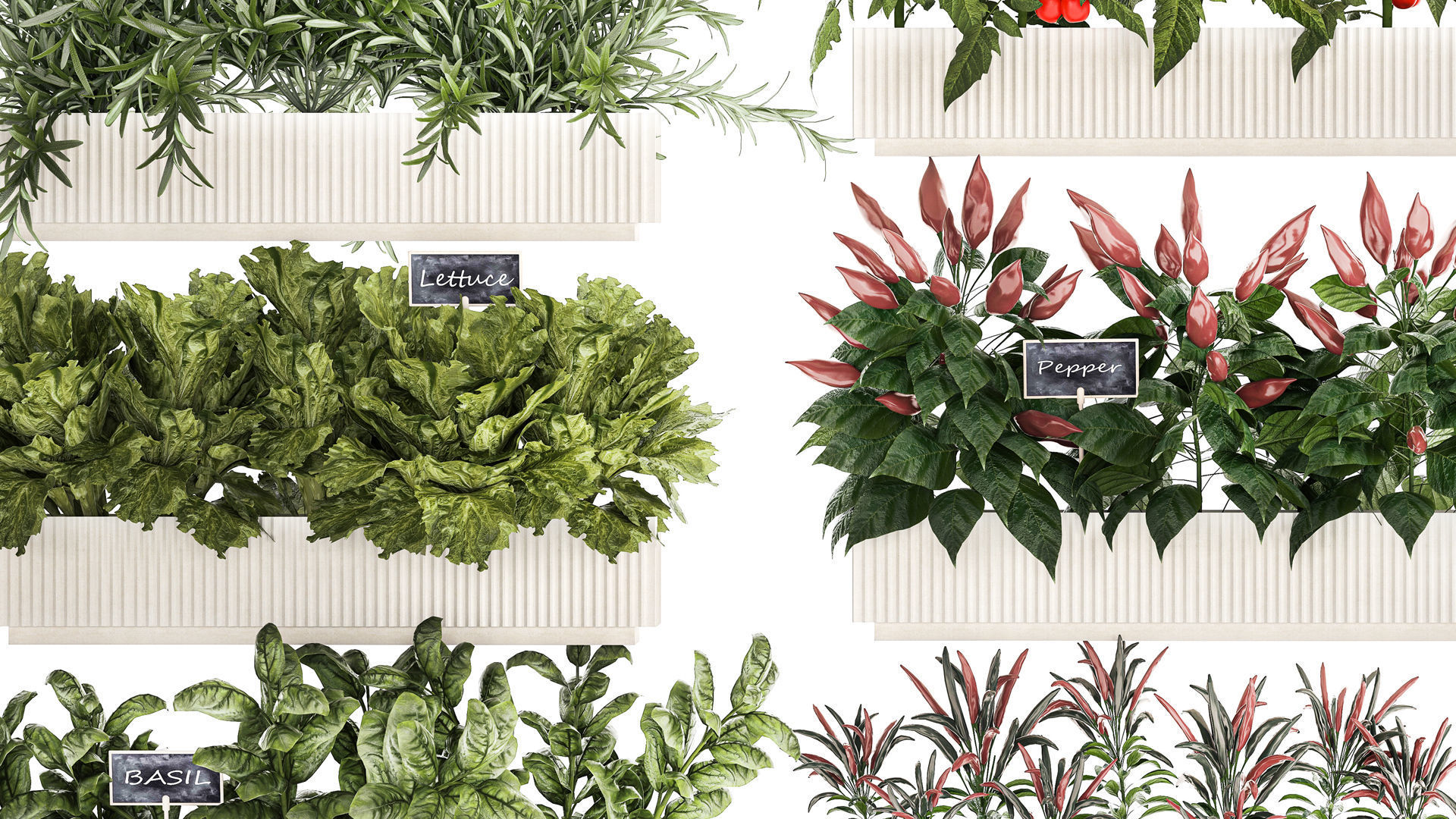 kitchen garden vegetables tomatoes peppers greens 1416 3D model_4