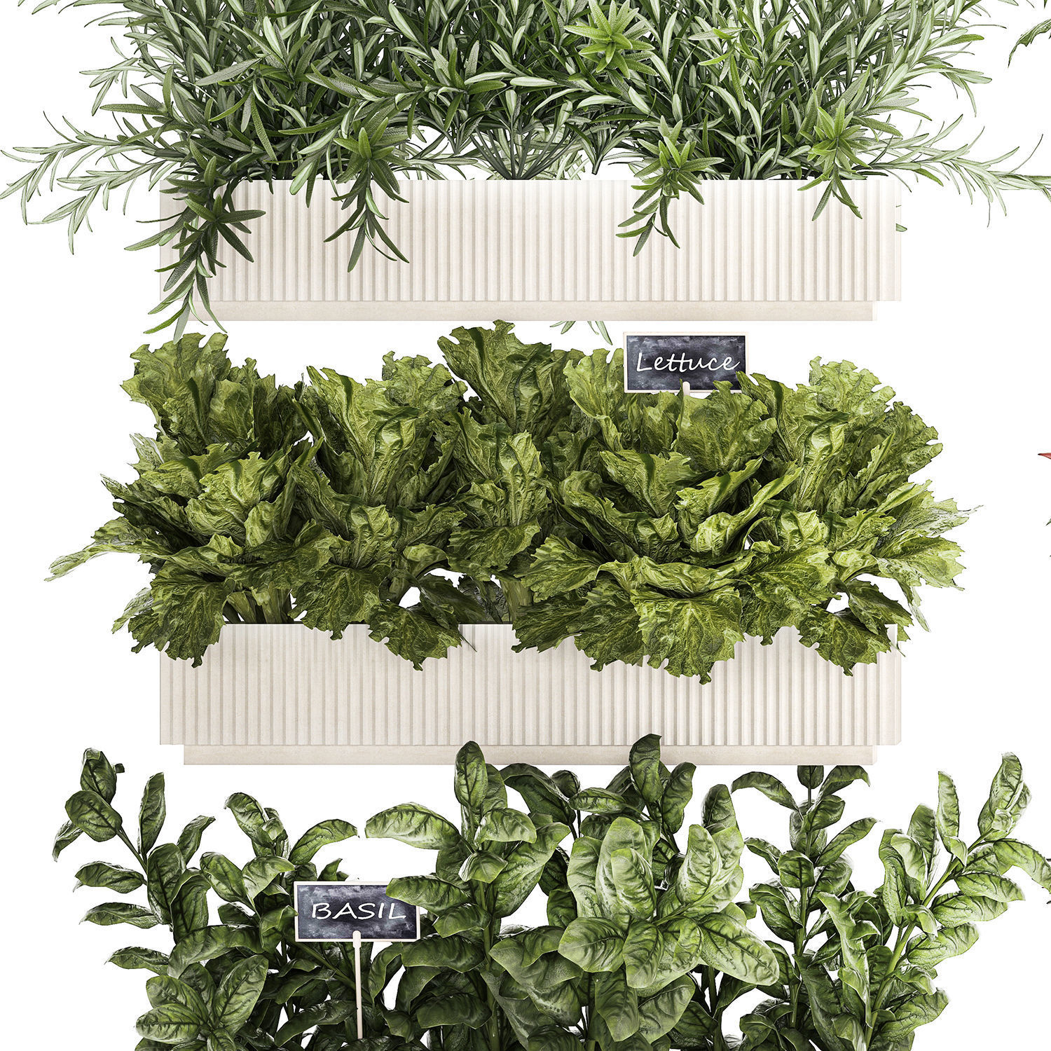 kitchen garden vegetables tomatoes peppers greens 1416 3D model_12